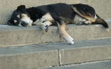 Sleeping-dog-santiago