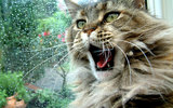 Main_coon_cat_yawning_wallpaper