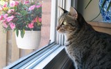 Ocicat_cat_is_watching_wallpaper