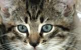 Ocicat_kitten_cute_picture