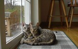 Two_ocicats_relaxing_together_wallpaper