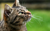 Ocicat_cat_outdoor_wallpaper