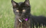 Black_persian_kitten_wallpaper