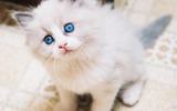 Ragdoll_kitten_wallpaper