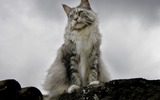 Main_coon_cat_wallpaper