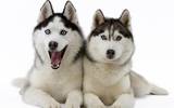 71995223_1300036899_siberian_huskies_wallpaper